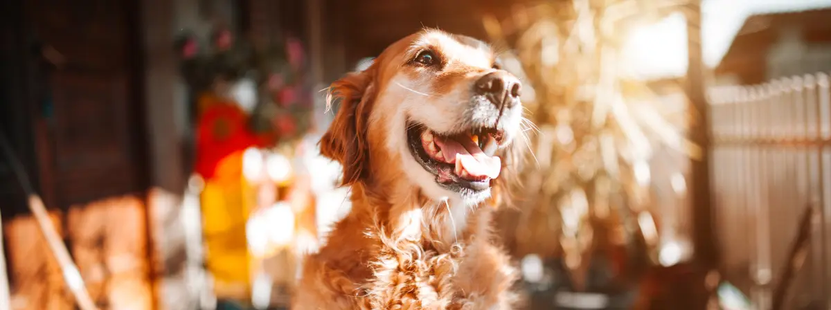 Longevity - a hosszú, egészséges élet titka kutyáknál, macskáknál 
